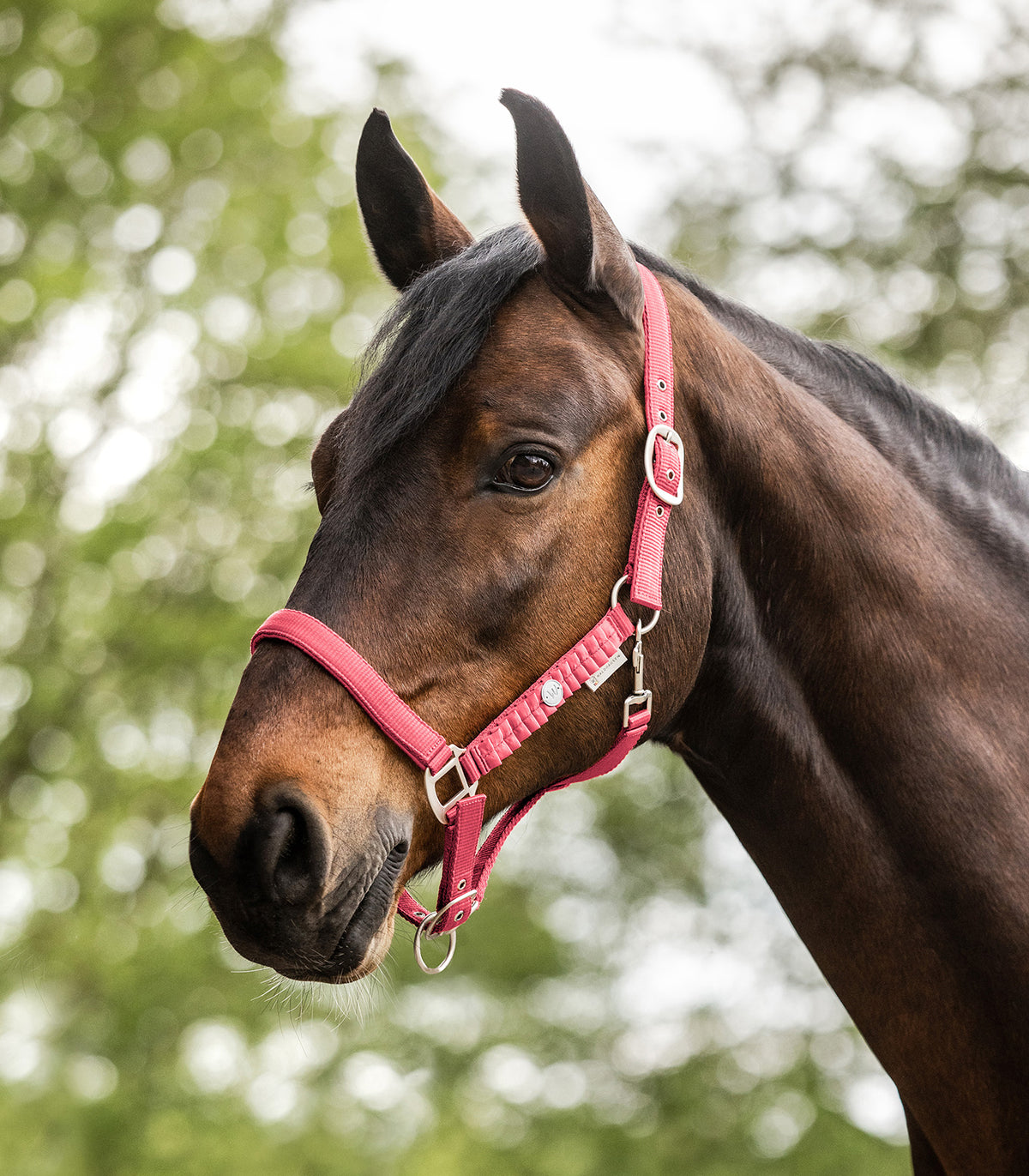 Waldhausen Halter Florence Hibiscus Cob &amp; Full Sizes