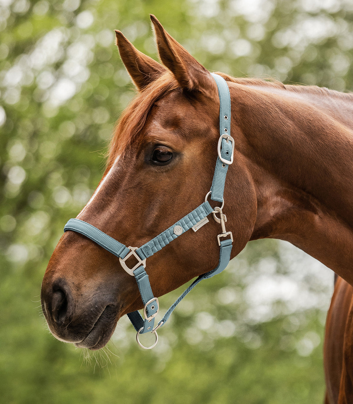 Waldhausen Halter Florence Alpine Blue Cob &amp; Full Sizes